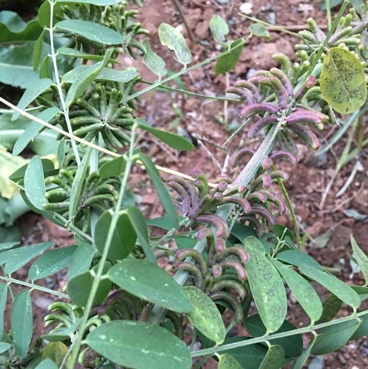 菘蓝种子北板蓝根蓼蓝种子木蓝种子蓝草种子时蓝自种繁殖 植染时蓝