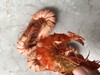 九节虾干 即食野生海虾 无添加 天然晾晒  短期冷藏保存 商品缩略图4