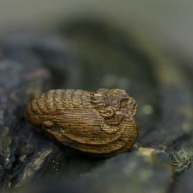 AN0523-5-G4.98  白奇沉水《蝙蝠》-3.66g