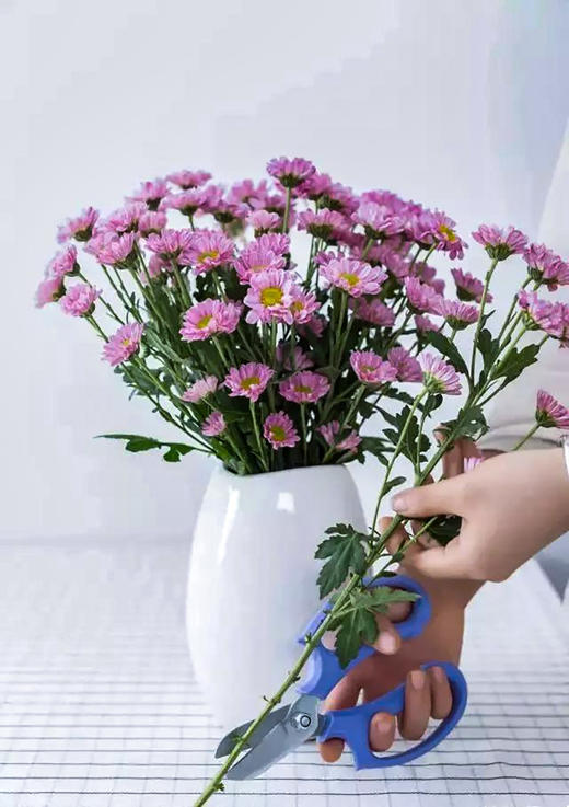 粉紫色小雏菊5枝一扎 商品图1