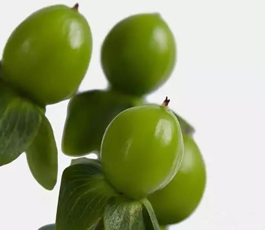 绿豆8-10枝一扎 商品图0