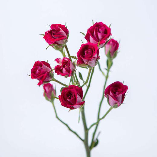 粉红女郎多头玫瑰10枝一扎 商品图1