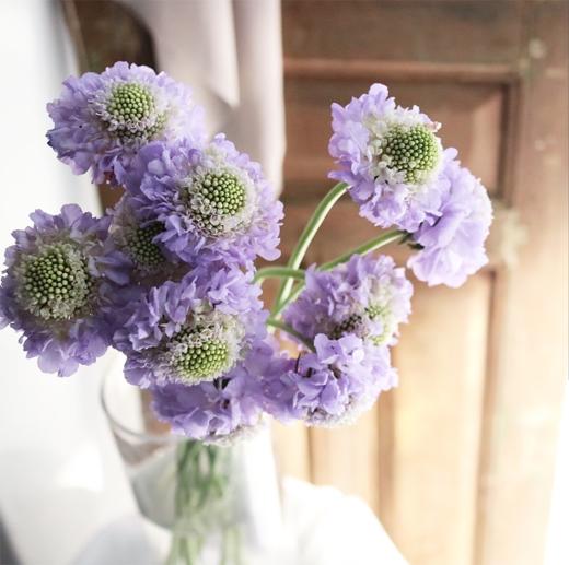 蓝色松虫草3-6枝一扎 商品图0