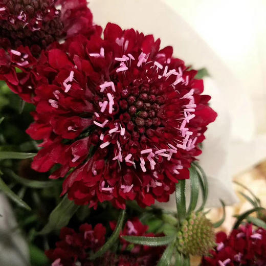 红色松虫草3-6枝一扎 商品图0