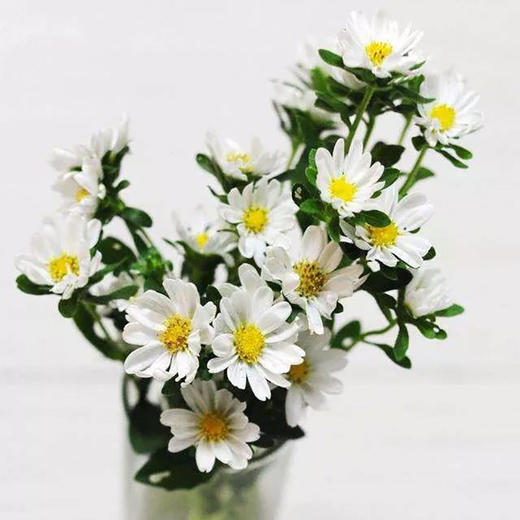 白色小雏菊5枝一扎 商品图2