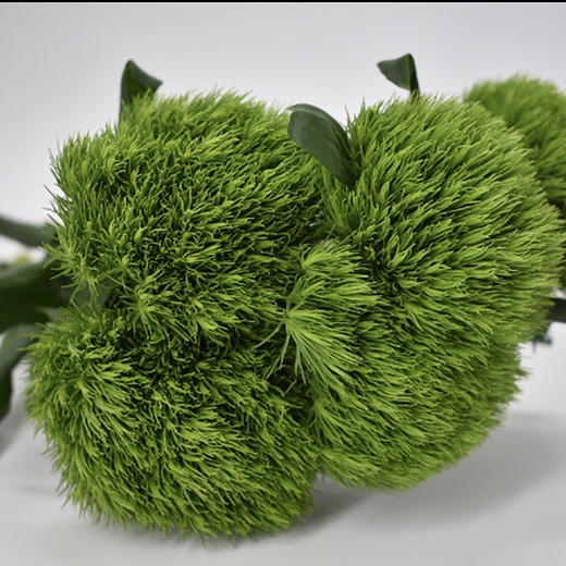 绿石竹5枝一扎 商品图0