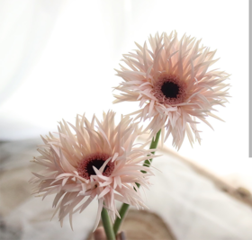 粉色拉丝非洲菊10枝一扎