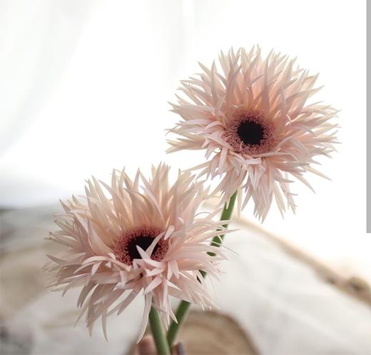 粉色拉丝非洲菊10枝一扎 商品图0