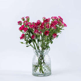 粉红女郎多头玫瑰10枝一扎