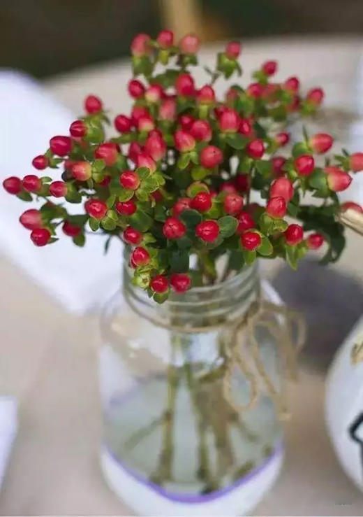 红豆8-10枝一扎 商品图0