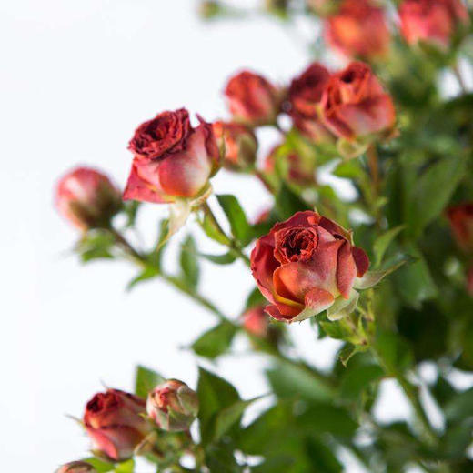 巧克力泡泡多头玫瑰5枝一扎 商品图2