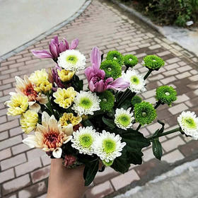 混色小雏菊5枝一扎