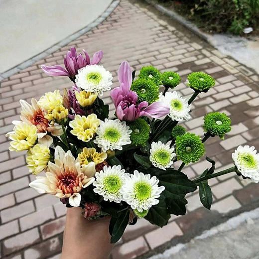 混色小雏菊5枝一扎 商品图0