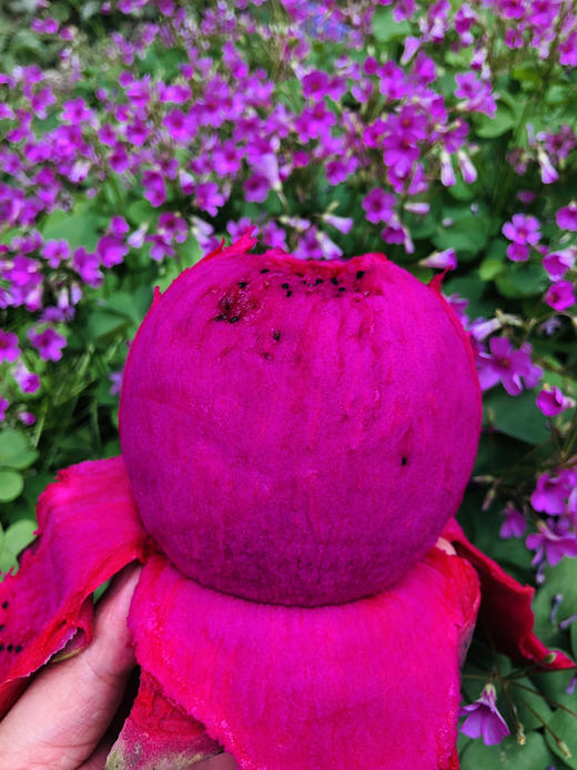 【限时秒杀海南红心火龙果】女神瘦身百搭必备水果！富含营养看得见，多种食疗功效，家中常备水果之 商品图1