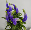 深蓝色鼠尾草10枝一扎 商品缩略图0