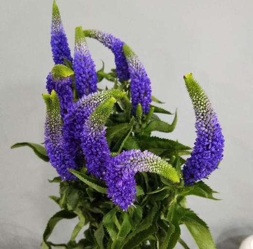 深蓝色鼠尾草10枝一扎 商品图0