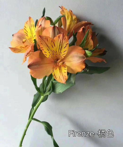 橙黄色六出花10枝一扎 商品图0