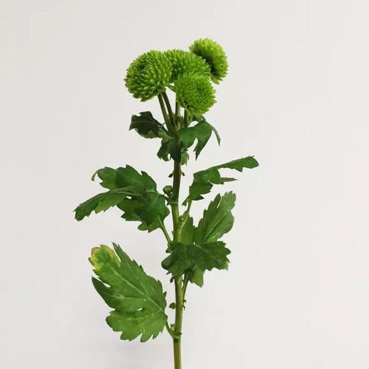 绿色小雏菊5枝一扎 商品图2