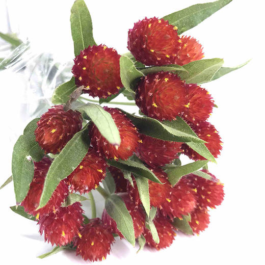 红色千日红若干枝一扎 商品图0