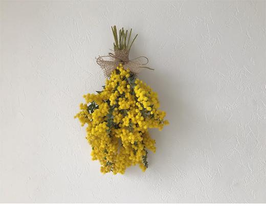 金合欢3-6枝一扎 商品图0