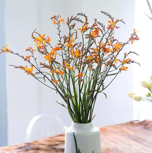 火焰兰5枝一扎 商品图1