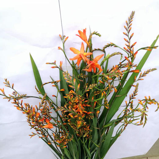 火焰兰5枝一扎 商品图4