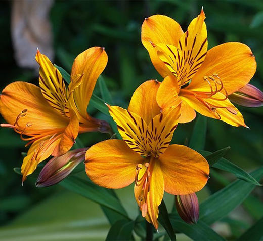 橙黄色六出花10枝一扎 商品图1