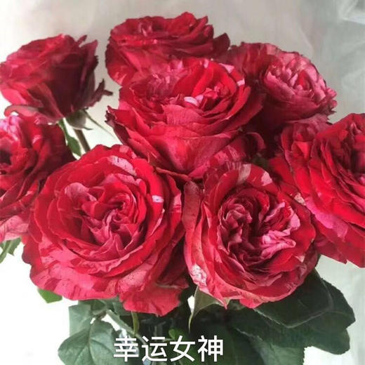 自由女神玫瑰10枝一扎 商品图1