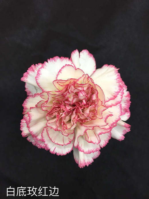 伊人（白/玫红边）康乃馨10枝一扎 商品图1