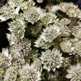 大星芹4-5枝一扎