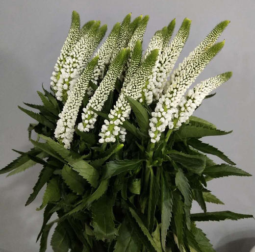 白色鼠尾草10枝一扎 商品图0