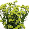 绿色小雏菊5枝一扎 商品缩略图1