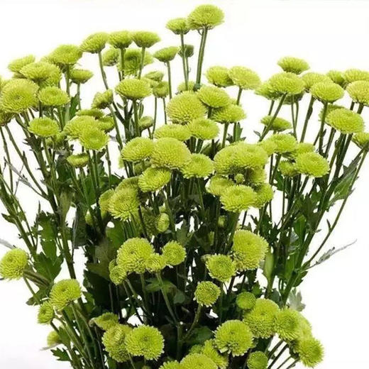绿色小雏菊5枝一扎 商品图1