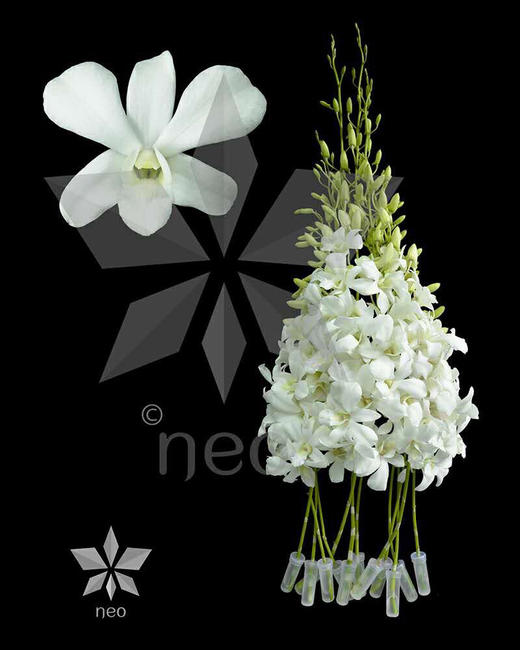 白色洋兰12枝一扎 商品图1