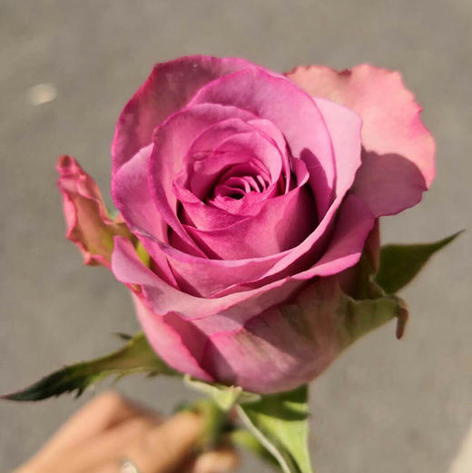 泰姬玫瑰10枝一扎 商品图2