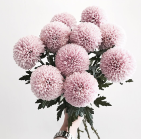 粉色乒乓菊5枝一扎