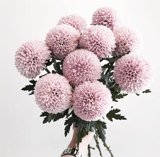 粉色乒乓菊5枝一扎 商品图0