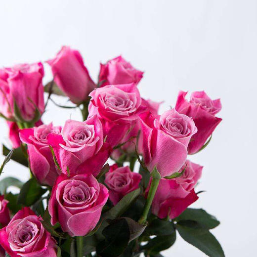 泰姬玫瑰10枝一扎 商品图1