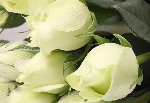 坦尼克玫瑰10枝一扎 商品图0