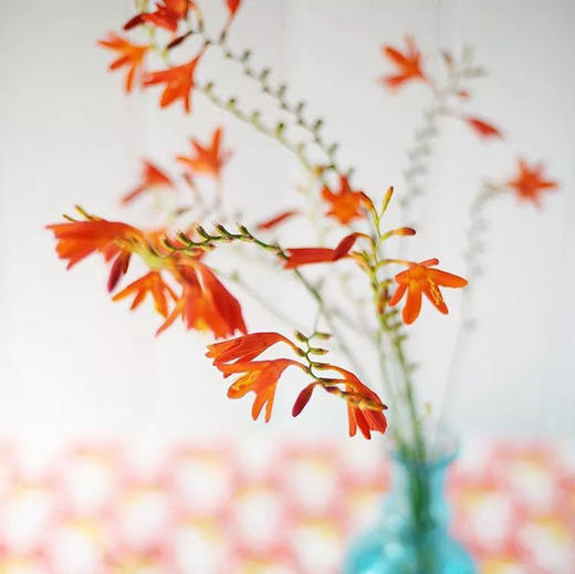 火焰兰5枝一扎 商品图2