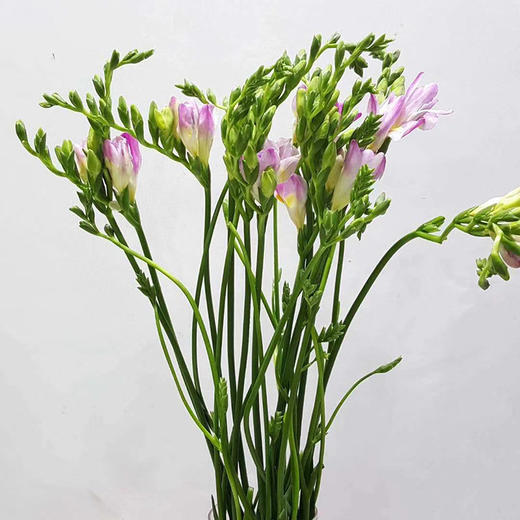 浅紫色香雪兰10枝一扎 商品图0