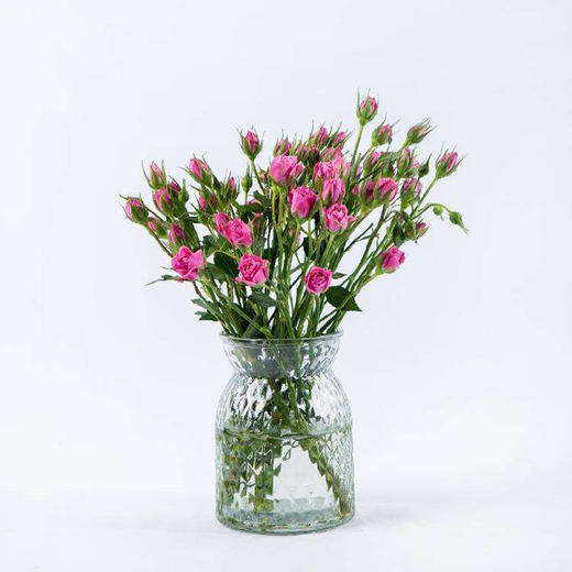 粉红女郎多头玫瑰10枝一扎 商品图2