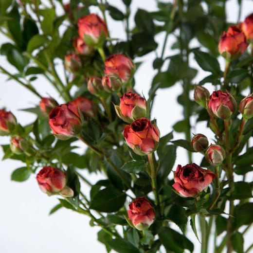 巧克力泡泡多头玫瑰5枝一扎 商品图0