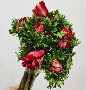 红色银莲花10枝一扎
