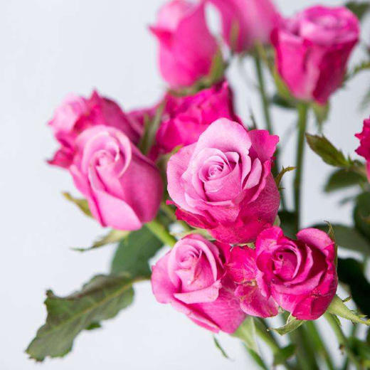 泰姬玫瑰10枝一扎 商品图3