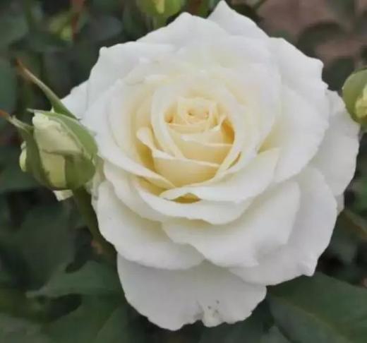 坦尼克玫瑰10枝一扎 商品图2