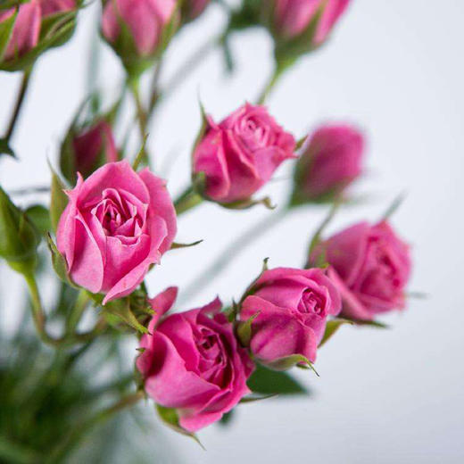 粉红女郎多头玫瑰10枝一扎 商品图3