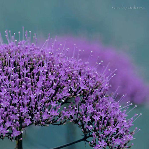 紫色夕雾5枝一扎 商品图0