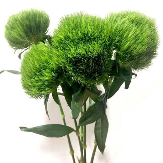 绿石竹5枝一扎 商品图1