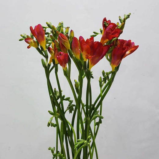 红色香雪兰10枝一扎 商品图0